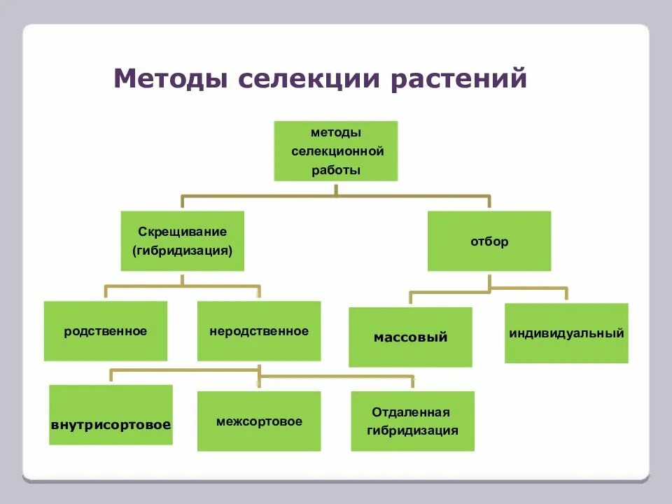 Какие методы используются в селекционной работе. Основные методы селекционной работы схема. методы селекции растений схема. схема методов селекции. кластер методы селекции растений.