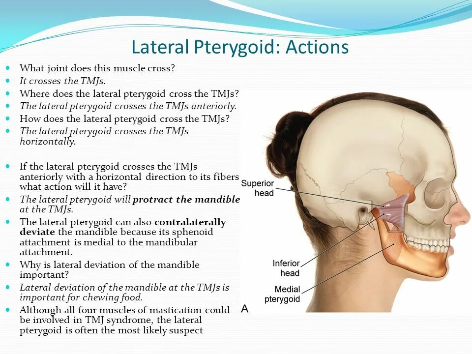 Lateral join. Lateral join. Срединный атланто осевой сустав. Lateral join. Lateral join.
