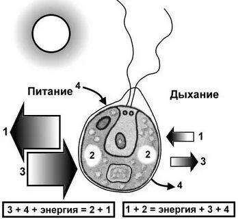 Дыхание водорослей