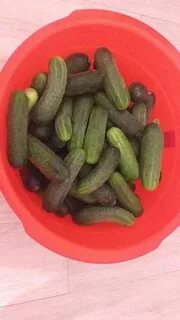 Огурцы соленые продам