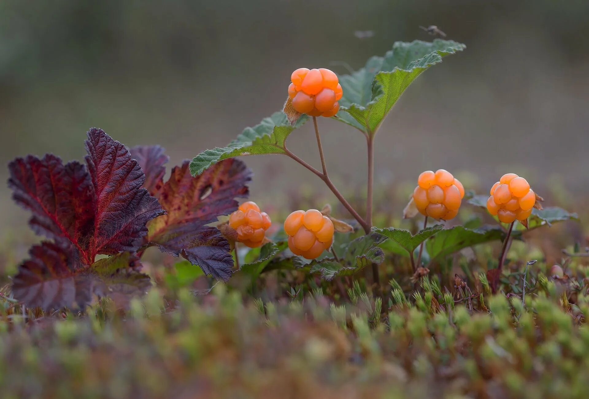 Cloudberry. Морошка ягода. Морошка ягода в тундре. Морошка Арктическая. Растения тундры Морошка.