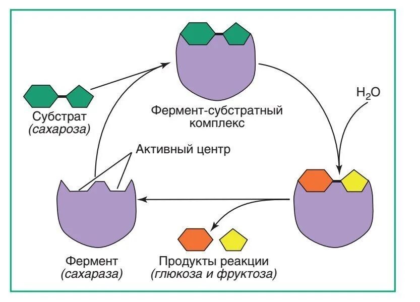 Субстратом для каталазы является