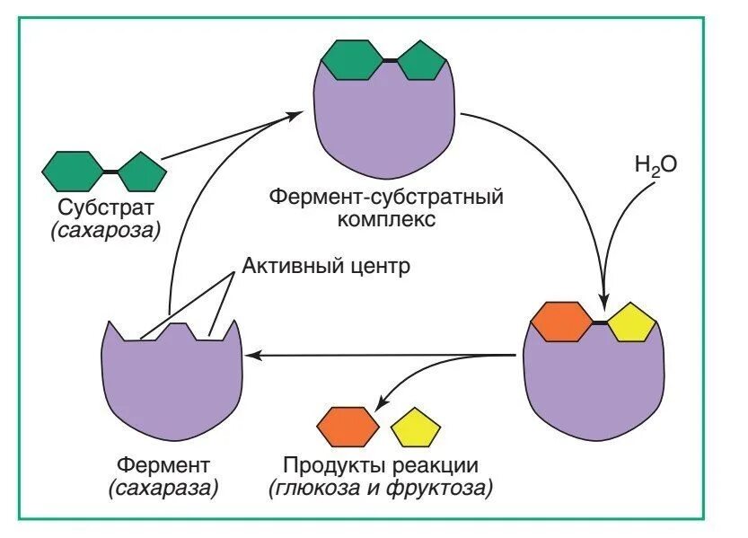 Схема взаимодействия фермент субстратного комплекса. Схема фермент субстрат. Схема образования комплекса фермент субстрат. Схема работы фермента. Активная группа фермента