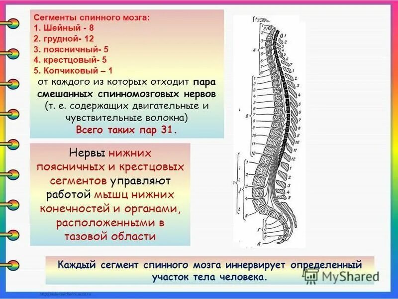 отдельны спиного мозга. структуры спинного мозга строение и функции. спинной мозг отделы строение и функции. функции отделов спинного. строение спинного мозга отделы.