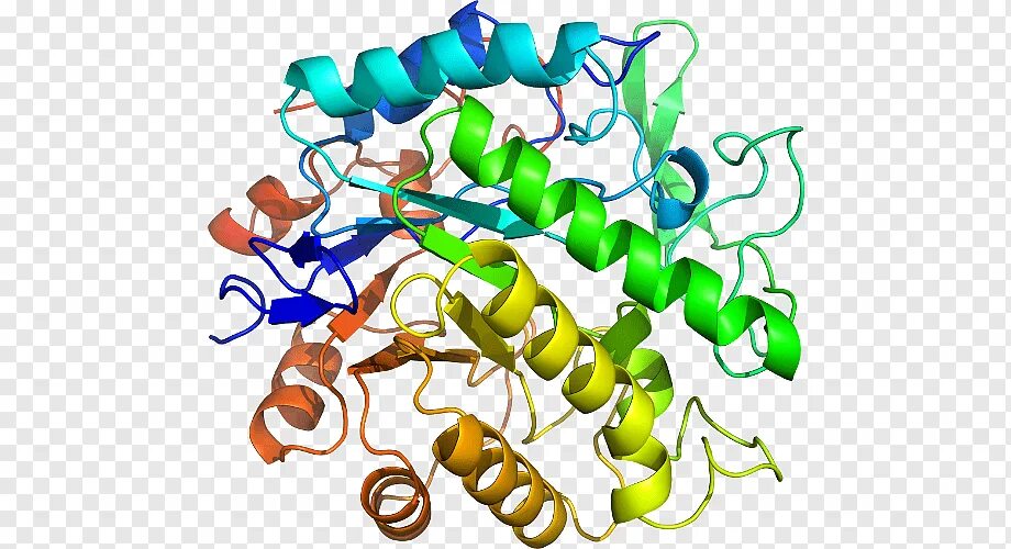 Ферменты картинки. Ферменты. Ферменты химия. Молекула фермента. Пепсин структура молекулы.