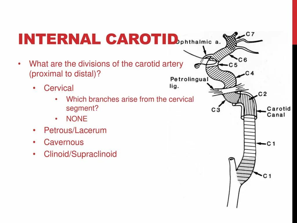 Internal download. Branches of Internal carotid artery. Internal carotid artery segments. Сегменты внутренней сонной артерии по bouthillier.