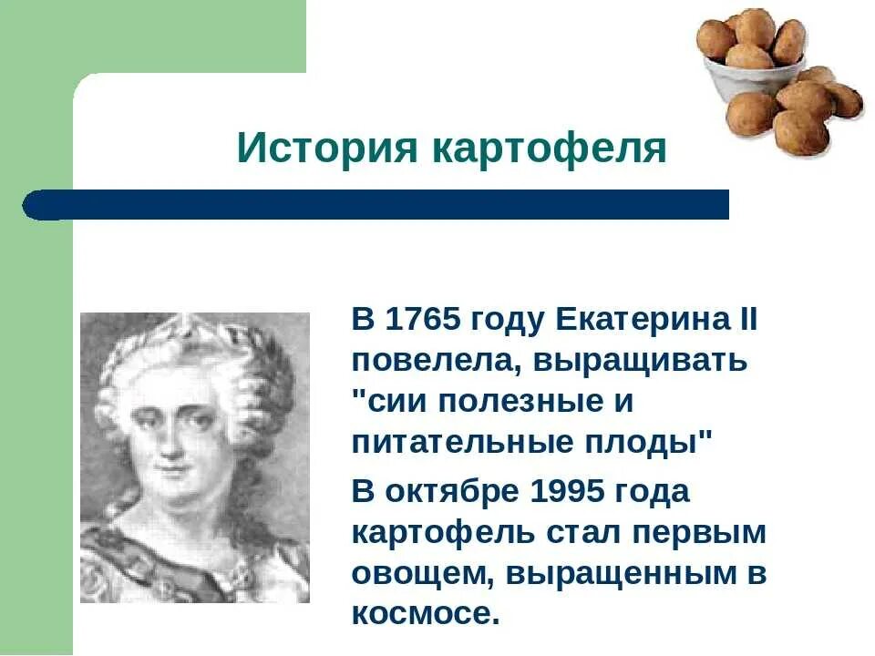 История культуры картофеля. История возникновения картошки. История картошки в России. История картошки в России для детей. Когда завезли картофель в россию