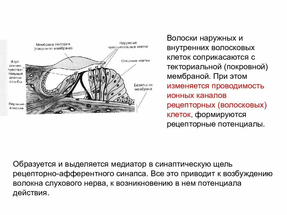 Строение улитки Кортиев орган. Функция наружных волосковых клеток. Покровная мембрана Кортиева органа. Текториальная (покровная) мембрана.