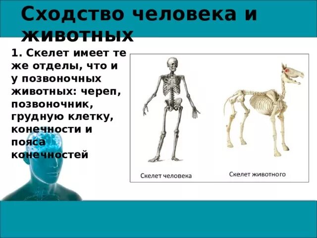 Какие признаки человека и животного общего. Общие черты человека и животных. Сходства организма человека и животных. Различия позвоночных и человека. Сходство строения человека и животного.