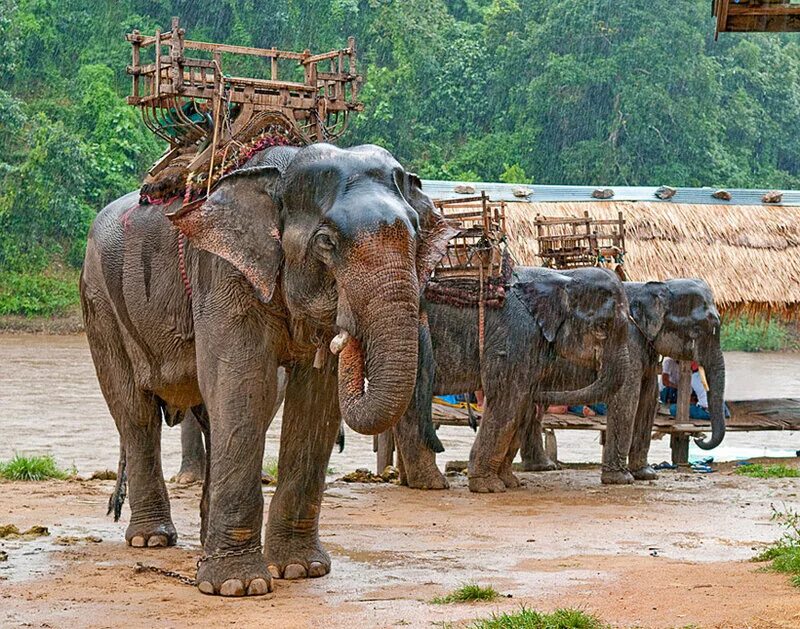 Где стоят слоны. Слоновий дождь. Слон под дождем фото. Слон из дождевого дерева. Тайские слоны в ливень.