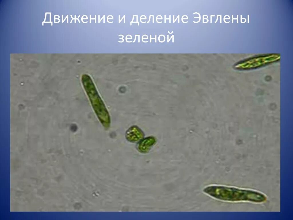 Передвижение эвглены. Движение эвглены зеленой. движение зелёной эмглены. органы движения эвглены зеленой. движение зеленой эвглены зеленой.