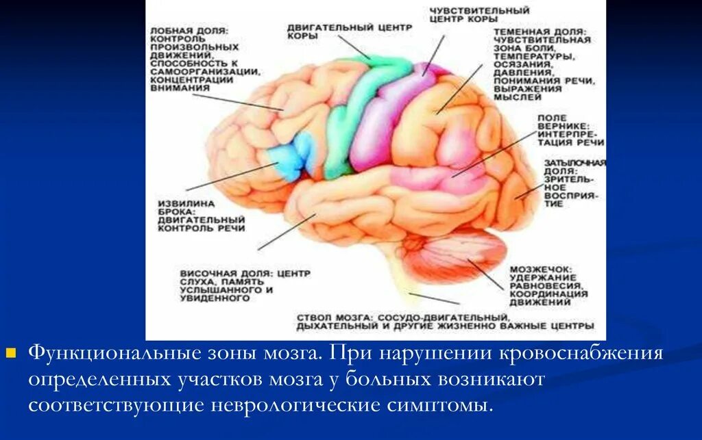 В лобной доле расположен центр. Зоны мозга. Зоны кровоснабжения мозга. Функциональные зоны мозга. Кровоснабжение лобной доли.