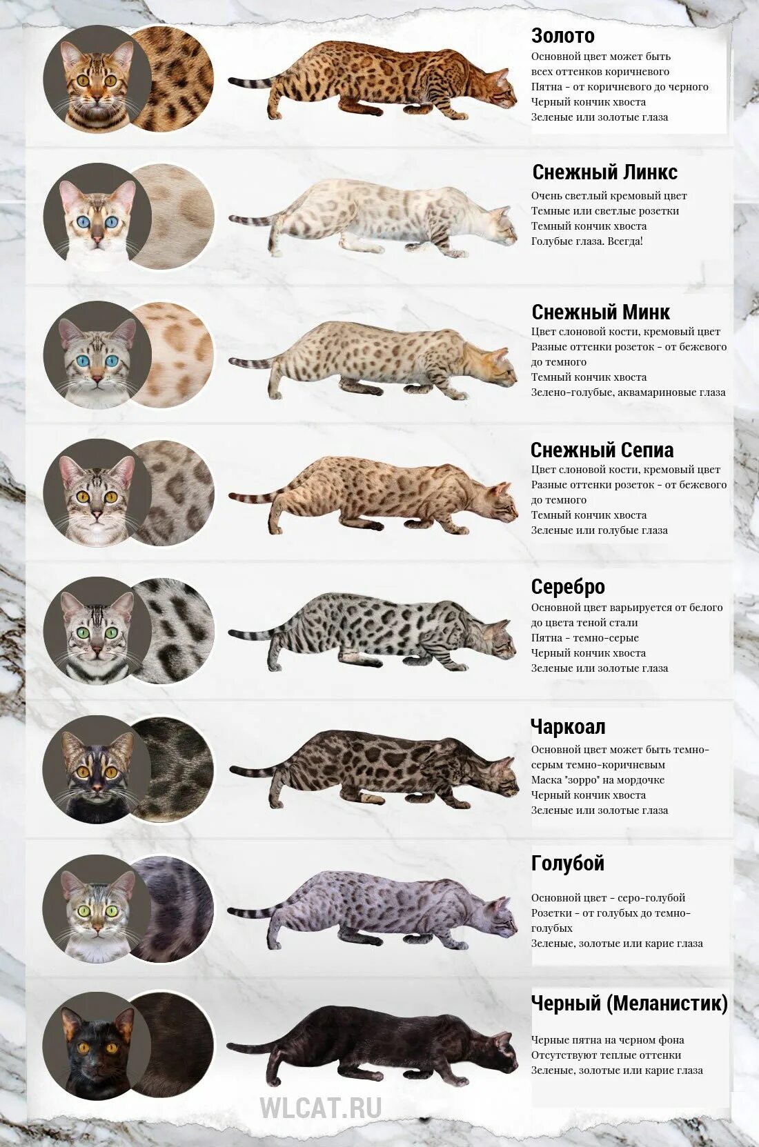 Окрас и тип шерсти кошек. Расцветки бенгалов таблица. Бенгальская кошка окрасы таблица. Таблица окрасов кошек бенгалов. Таблица расцветки бенгальских кошек.