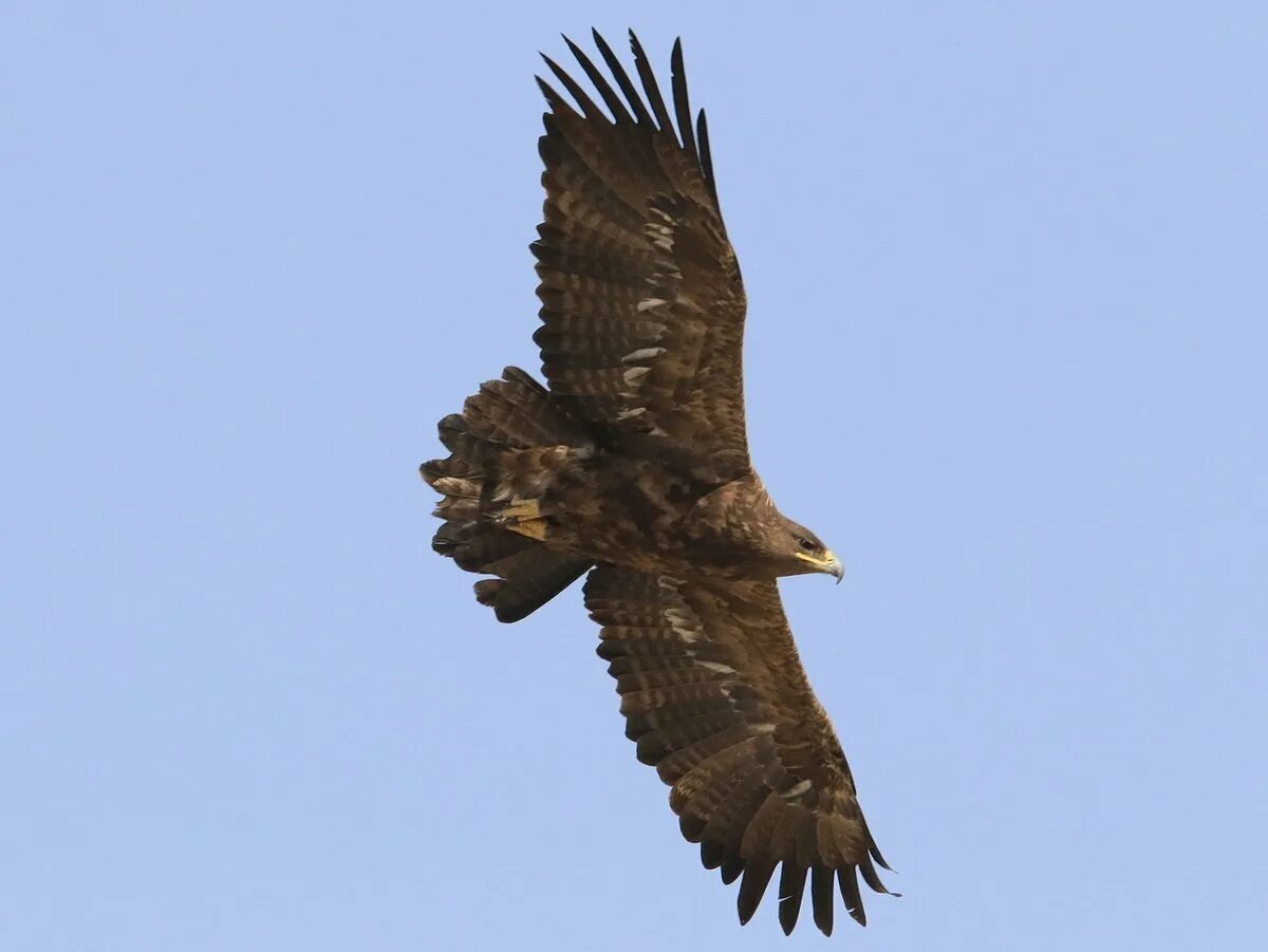 Степной Орел. Aquila Rapax nipalensis - Степной Орел. Степной Орел Ставропольского края. Степной Орел в степи. Орел степная птица