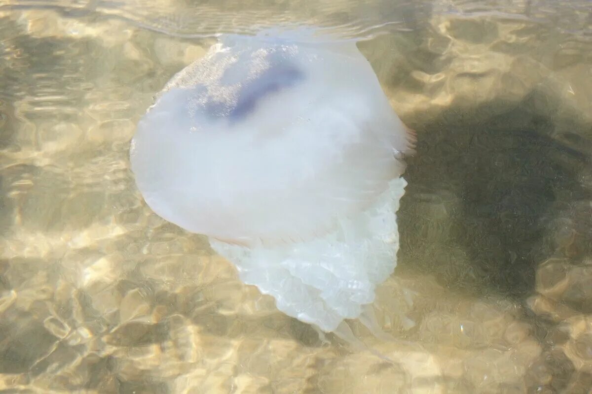 Медузы в черном море в абхазии. Море в абхазии 20 лет назад наполненное медузами. Медузы в абхазии. Медузы в абхазии. Медузы в сочи.