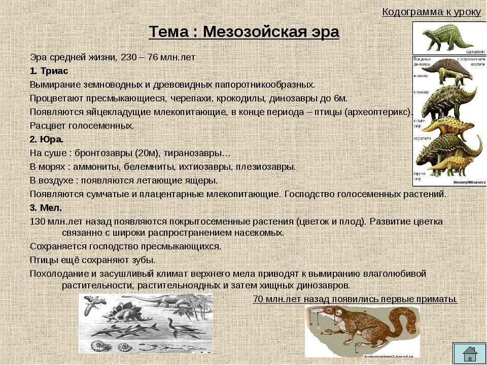 Этапы изменения животных