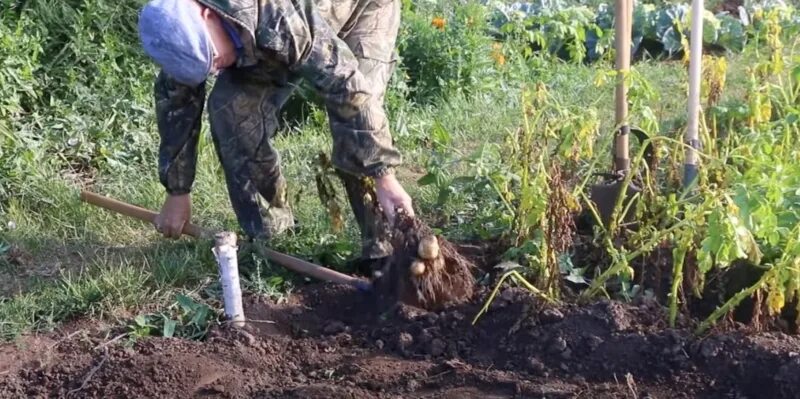 Картофель свежий выкопанные с корнямфотои. Благоприятные дни в августе для копки картошки. Выкопали картофель. Картошники. Когда копать картошку в красноярске.