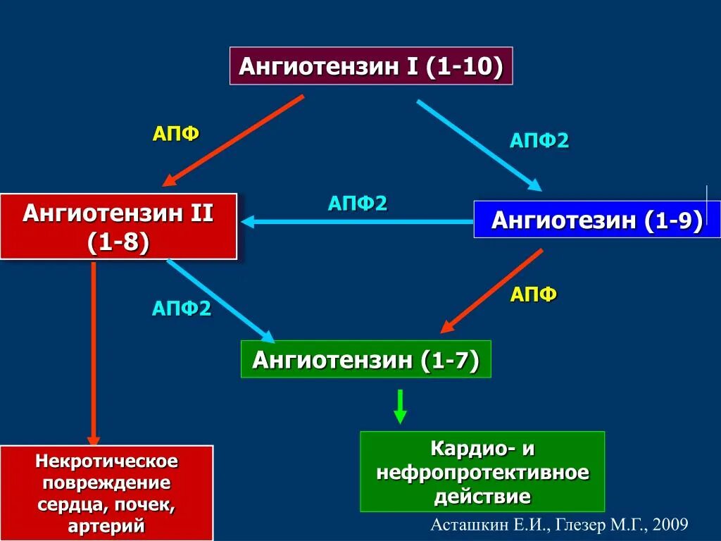 Ангиотензин 1-7. Ангиотензин 1 и 2 АПФ. АПФ 1 И АПФ 2. Ангиотензин эффекты.