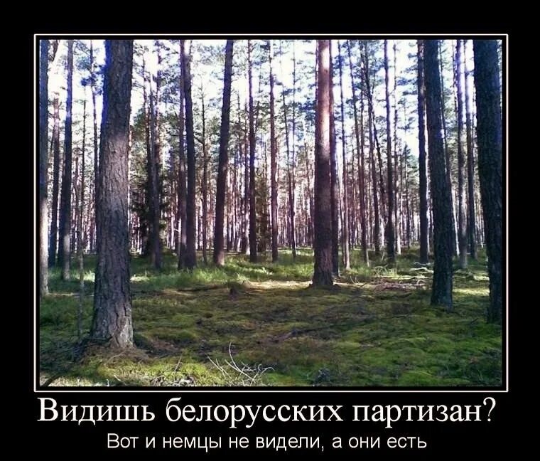Чем дальше в лес тем толще партизаны. Партизаны демотиватор. партизаны прикол. демотиваторы про лес. белорусские демотиваторы.
