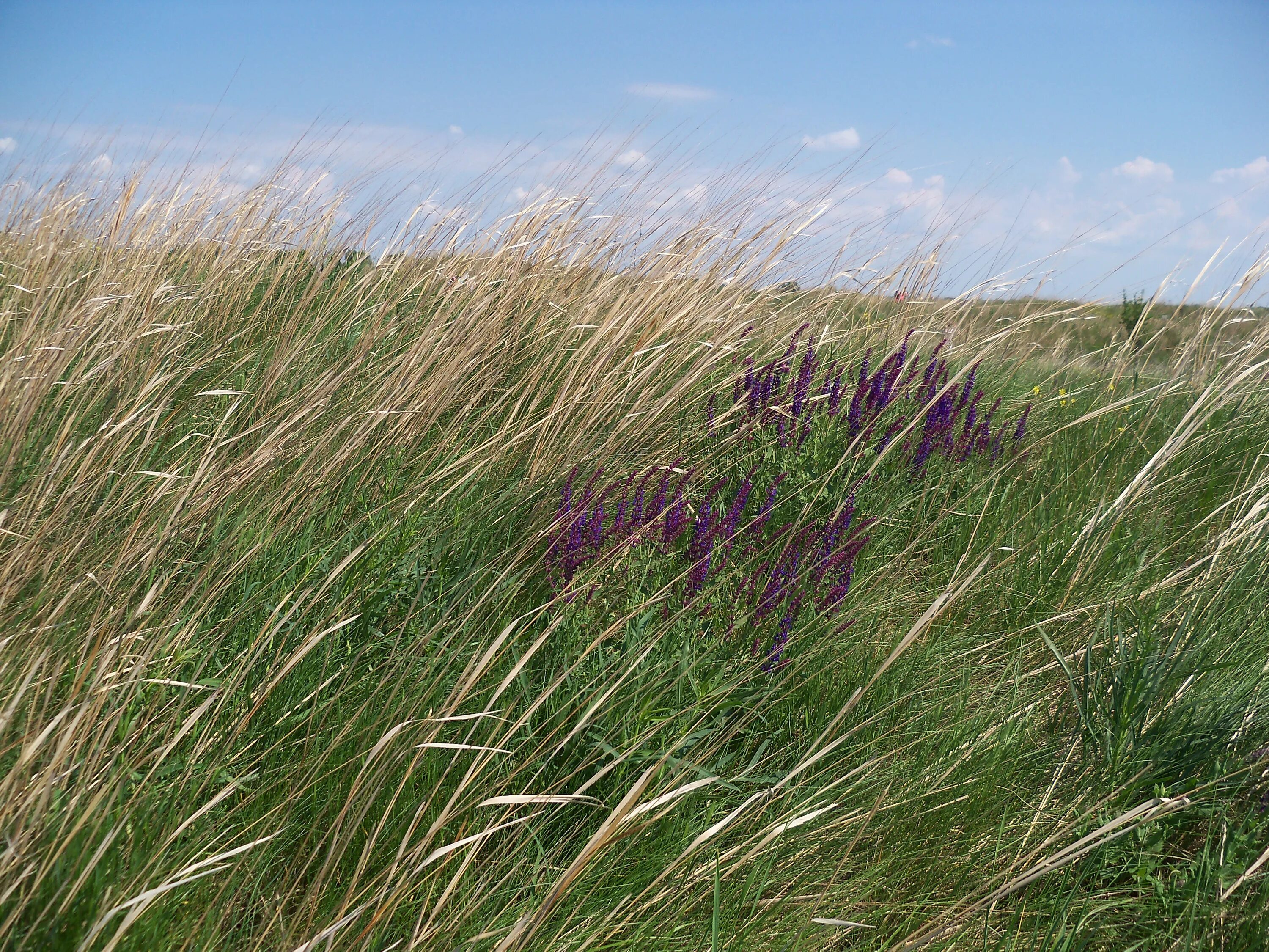 Stipa capillata l. ковыль волосатик. Ковыль волосовидный Stipa capillata. Ковыль Лессинга (Stipa lessingiana). Stipa capillata l. ковыль волосовидный. Степь тайга лемминг лиственница бурый медведь типчак