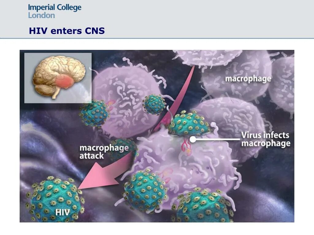 Макрофаги 4. Макрофаги вирусы. Макрофаги это лейкоциты. Макрофаги под микроскопом.
