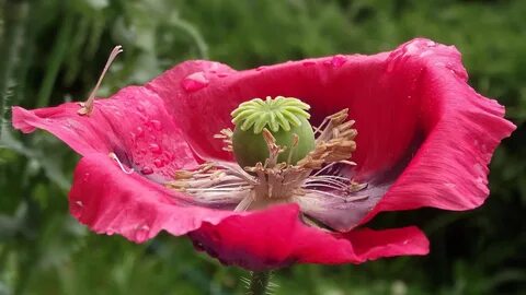 S flower
