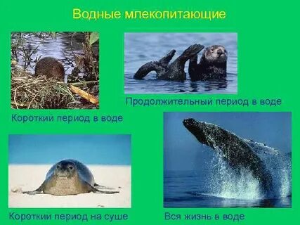 Укажите особенности водных и полуводных млекопитающих