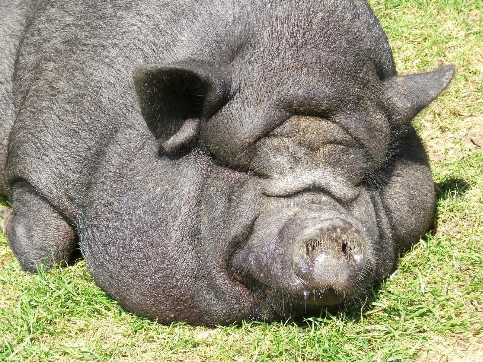 Большой жирный. Лакомб порода свиней. Вьетнамская вислоухая свинья. Боров Свин. Кабан боров хряк свинья.