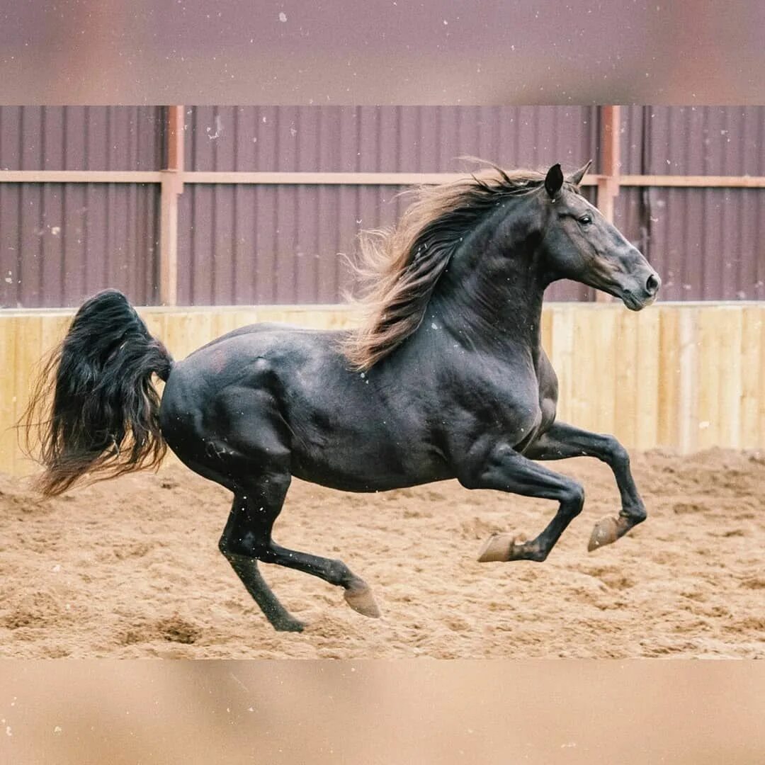 Жеребенок лузитано. Гнедой лузитано. Буланый лузитано. Андалузская лошадь буланая. Лошадь лузитанской породы(лузитано).