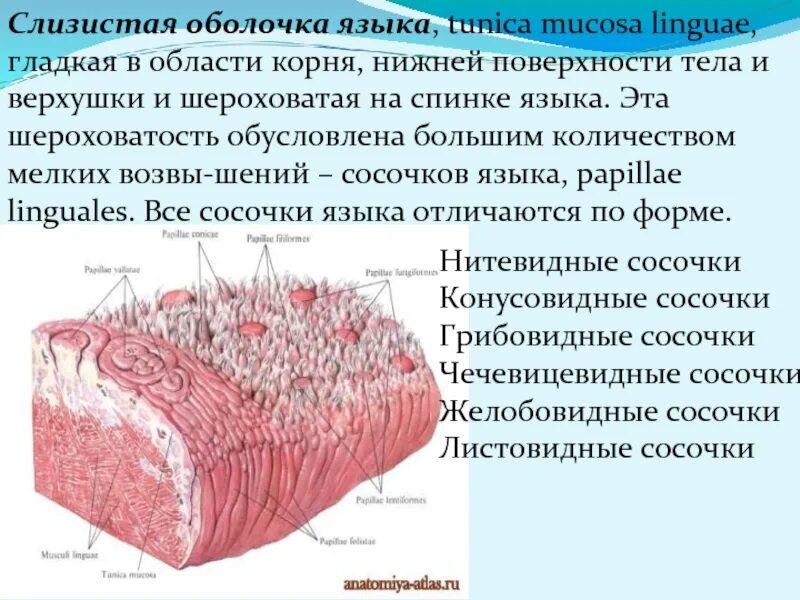 Слизистая оболочка языка анатомия. Слои слизистой оболочки языка. Строение слизистой оболочки языка. Слизистый на латинском