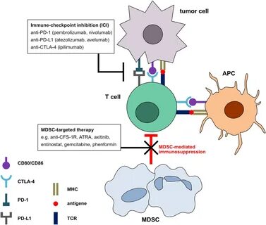 Immune checkpoint