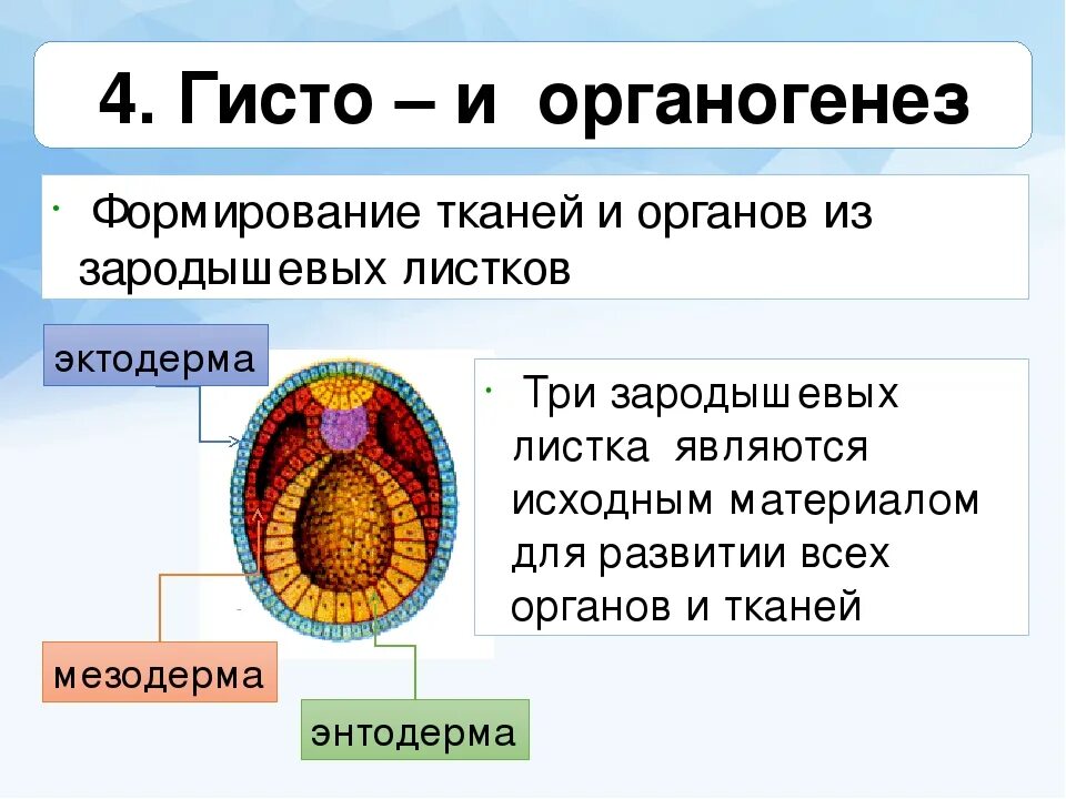 Мезодерма какая система. Эктодерма мезодерма энтодерма таблица. Эмбрионогенез органогенез. Органогенез из зародышевых листков. Гисто и органогенез у человека.