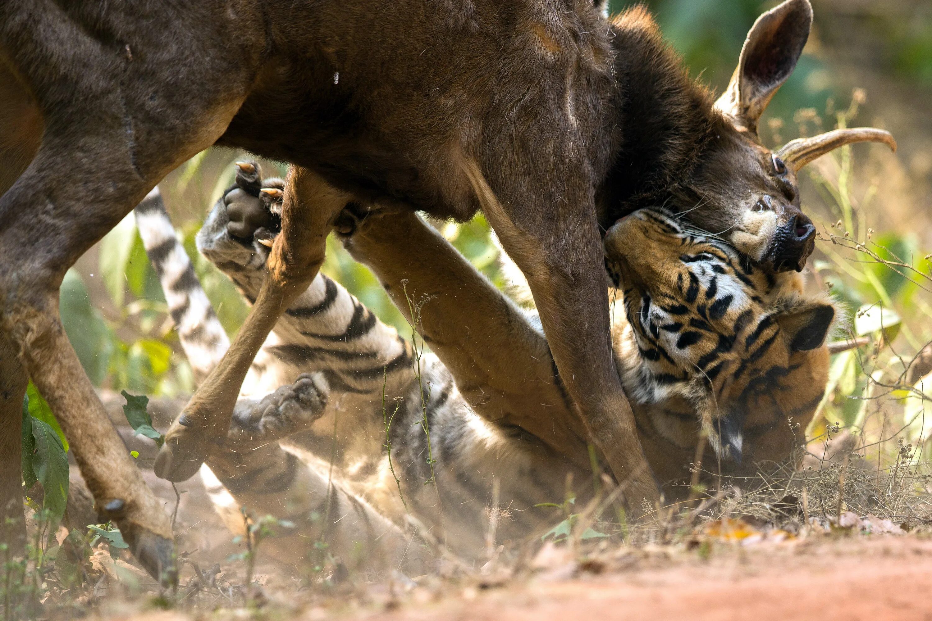 Тигр погнался за оленем и догнал. Тигрица на охоте. Тигр охотится. Тигренок охотится.