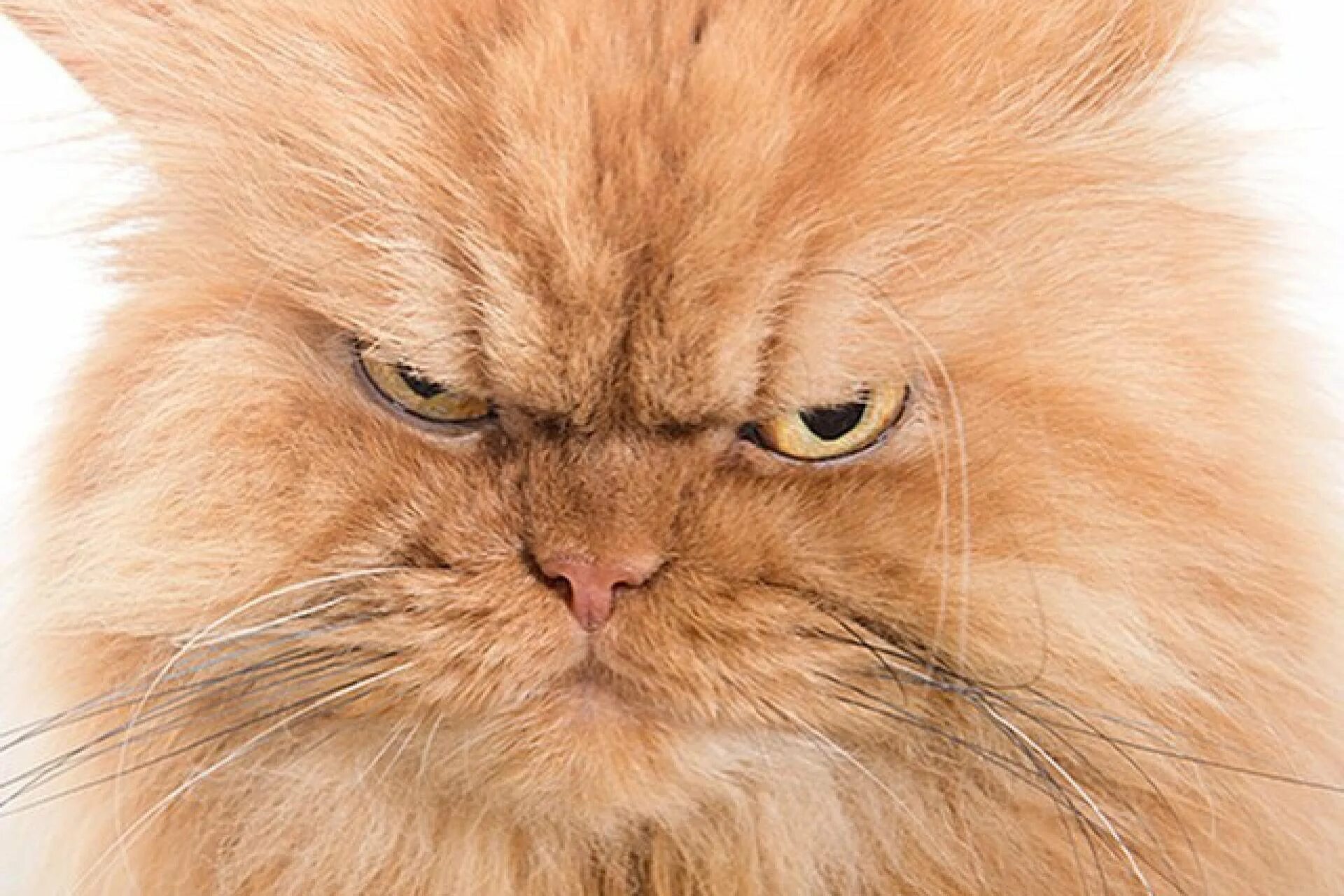 Злобный кот. Злой кот. Недовольная морда. Недовольные коты. Сердитый котенок.