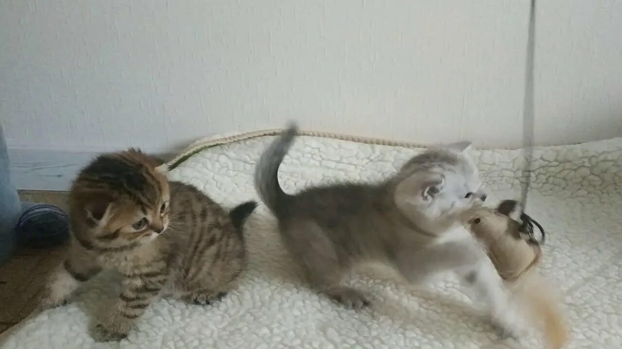 До какого возраста коты котята. Кошка бесится. до какого возраста котята бесятся. котята двух вислоухих родителей фото уроды. котята бесятся видео.
