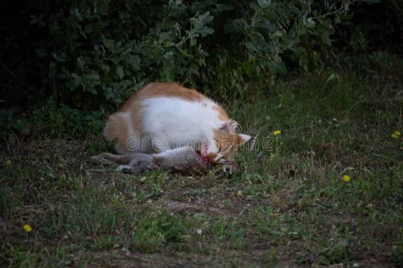 К чему снится съесть кошку. К чему снится съесть кошку
