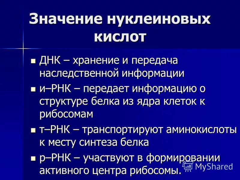 Нуклеиновые кислоты состав функции