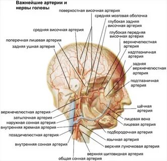 На голове расположены