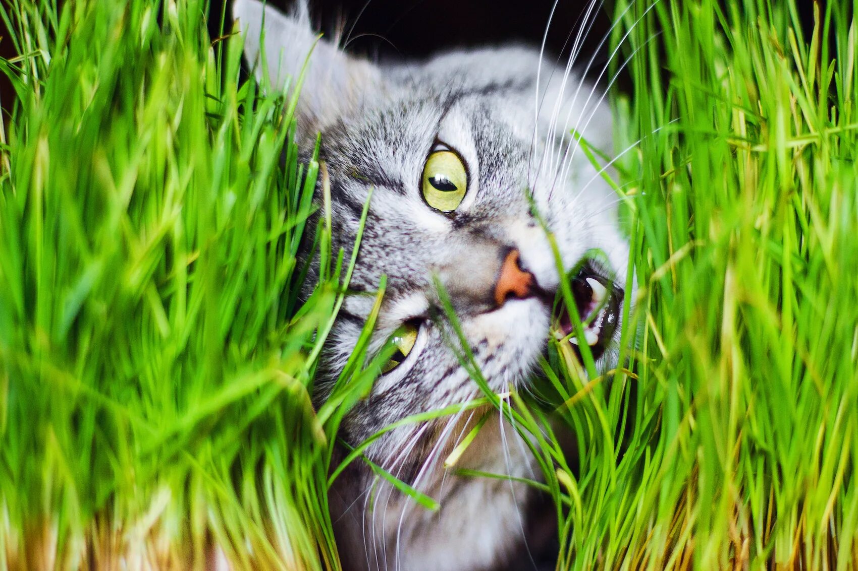 Зачем кошкам трава. Кошачья трава. Кошка ест траву. Кот в траве. Коты едят траву.