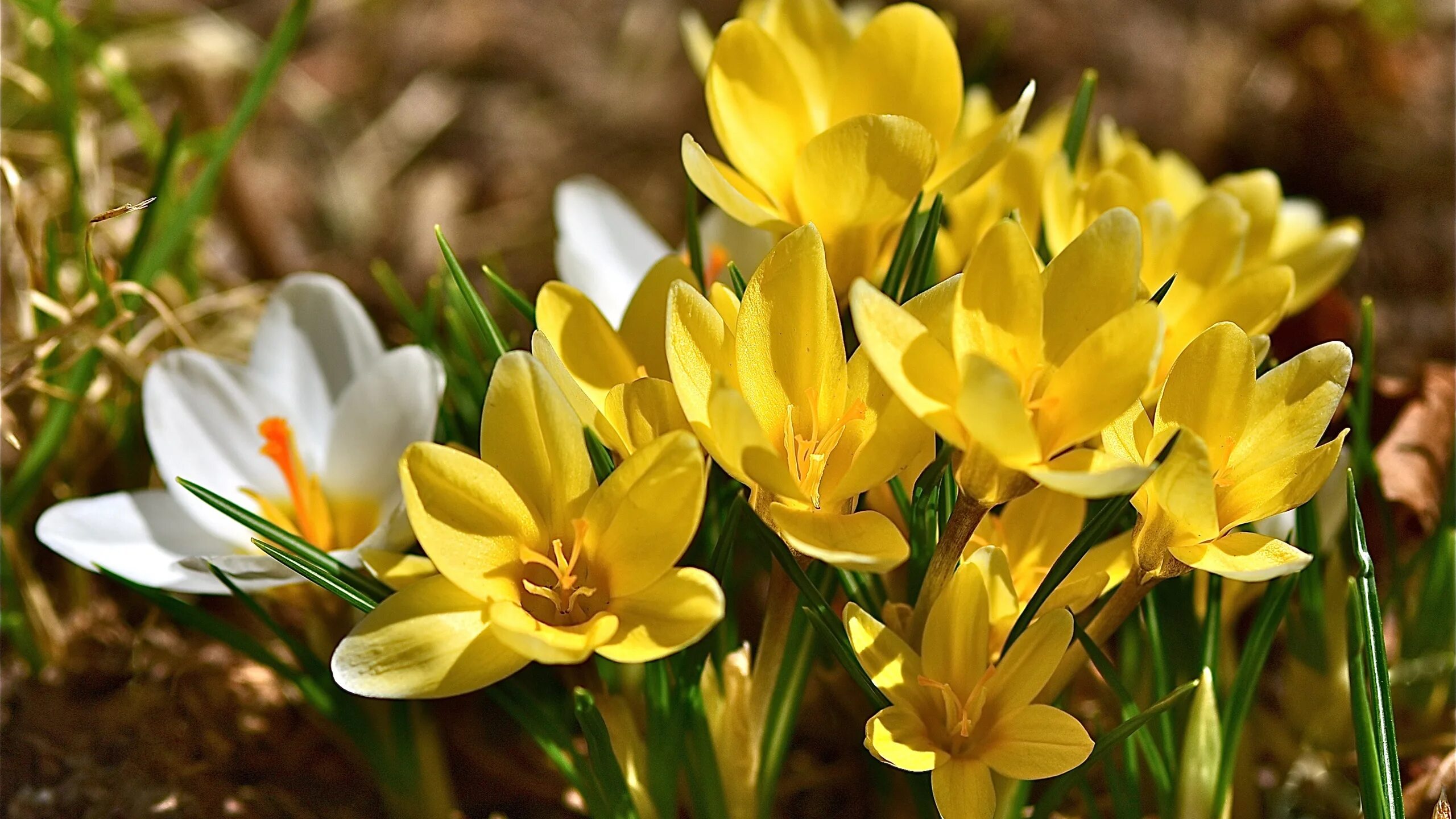 Крокус Шафран весенний. Крокус Шафран желтый. Крокус Шафран цветок. Крокус желтый цветок. Фото крокуса цветка весной