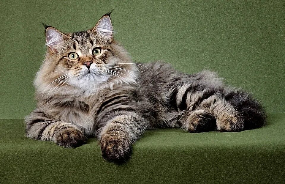 Toby- Female Siberian cat - Siberian cat - Wikipedia Siberian cat, Cat breeds, C
