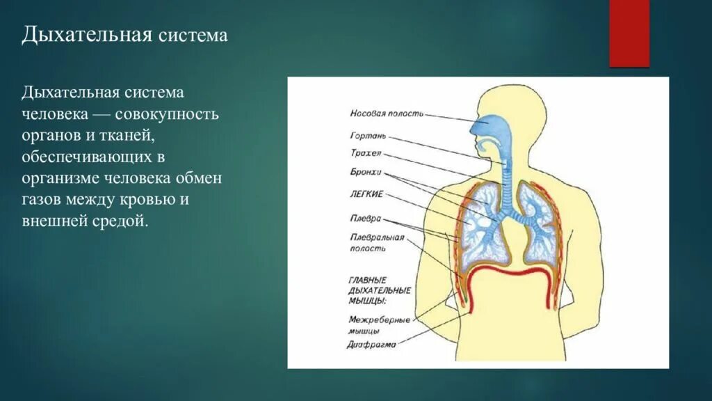 Дыхательная система человека. Система органов дыхания. Анатомия органов дыхания. Строение дыхательной системы. Как называется процесс дыхания человека