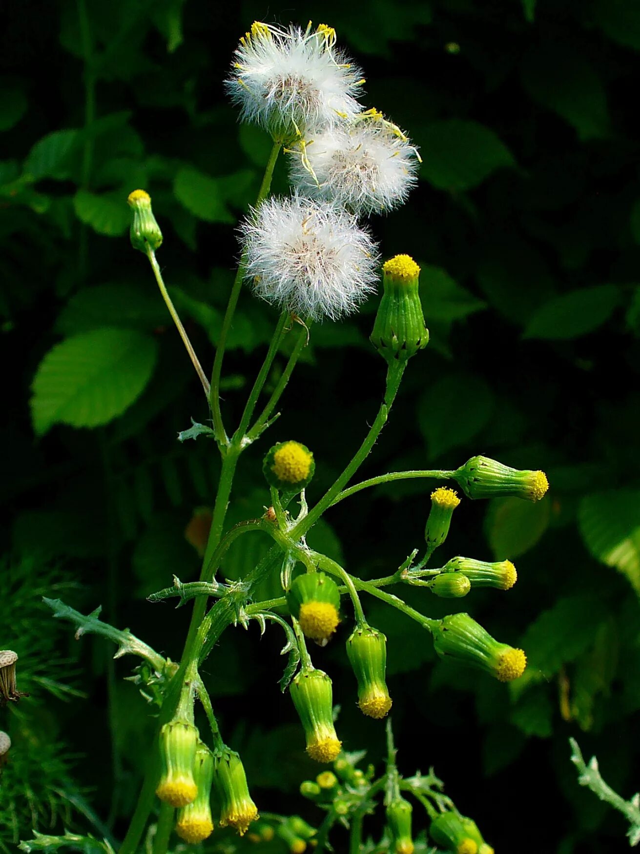 Сорняк обыкновенный. Крестовник обыкновенный (Senecio vulgaris). Кристовик обыкновенный. Крестник обыкновенный. Крумтовик обыкновенный.