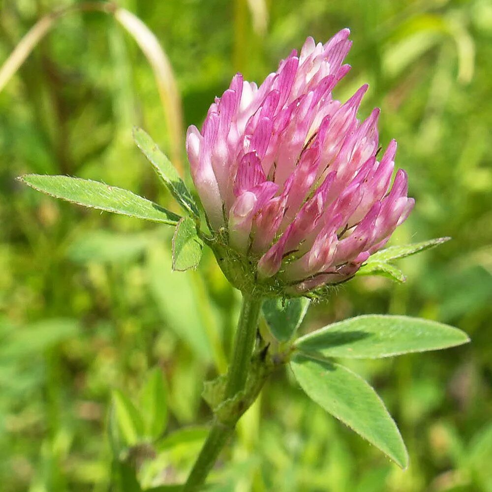красный клевер trifolium pratense. Trifolium fragiferum. клевер виды. цветок клевера медоноса. Trifolium spadiceum.