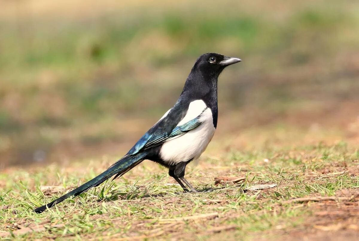 Сорока обыкновенная. Сорока обыкновенная птицы. Сорока звичайна. Боровая сорока. Сорока pica pica.