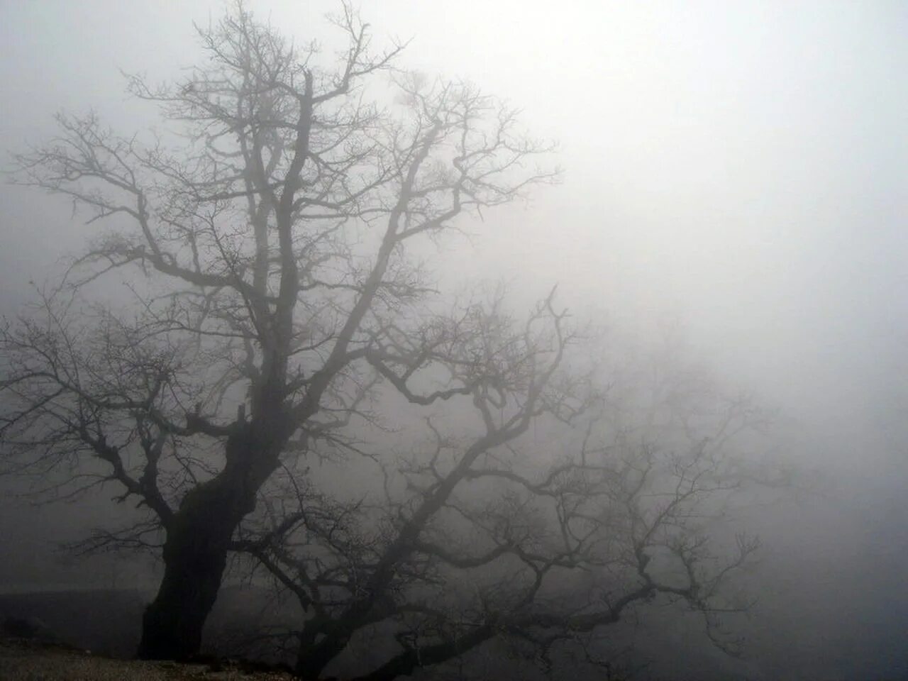 Туман. Туманный день. Туман картинки. Непроглядный туман. Туман после ковида