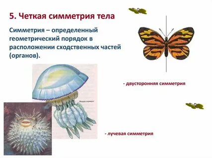 Двусторонняя симметрия тела ароморфоз