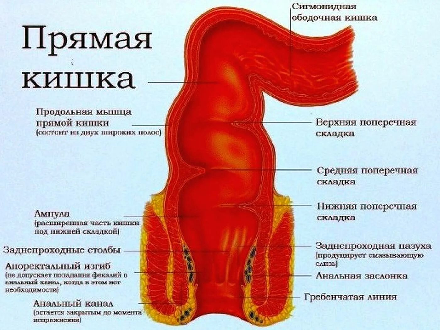 Полулунные складки прямой кишки. Продольные складки прямой кишки. Прямая кишка строение части. Строение стенок прямой кишки человека