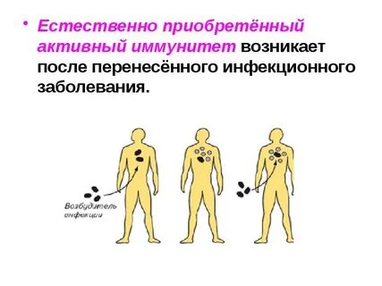Естественный активный иммунитет возникает