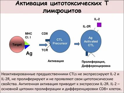 Цитотоксические лимфоциты